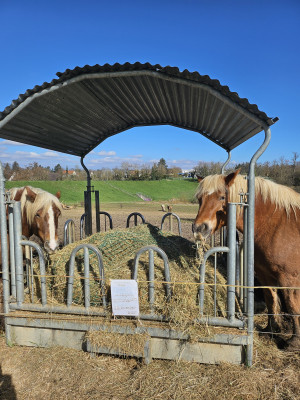 Pferde auf der Koppel Pferde auf der Koppel